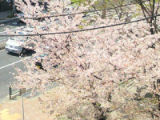つかの間のお花見!の画像